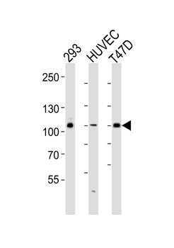 GAB1 (Y259) Antibody