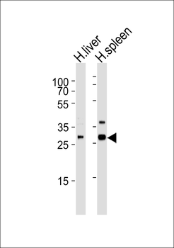 XAF1 Antibody (C-term)