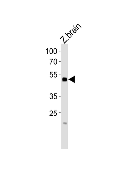 (DANRE) irf2bp2b Antibody (N-term)