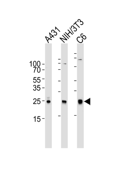 RAC1 Antibody
