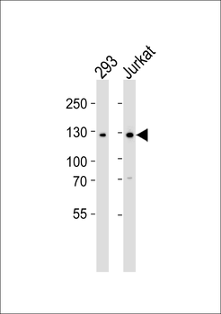 GLI2 Antibody (C-term)