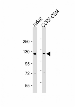 GLI2 Antibody (C-term)