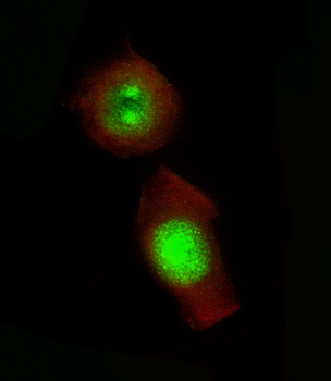 GLI2 Antibody (C-term)