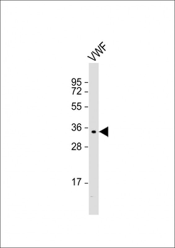 VWF Antibody