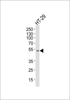 AURKA Antibody