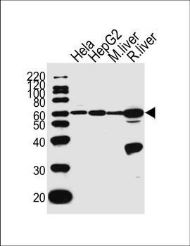 POLD2 Antibody (Center)