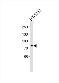 AGAP8 Antibody (C-term)