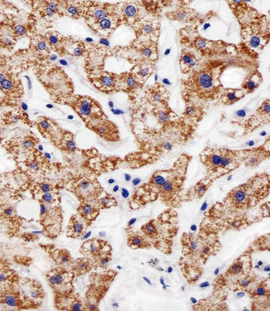 AGAP8 Antibody (C-term)