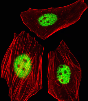 AGAP8 Antibody (C-term)