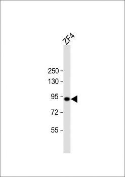 hsp90a.1 Antibody (Center)