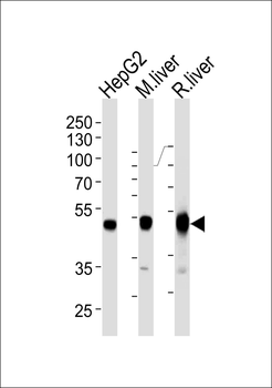 PAH Antibody (Center)