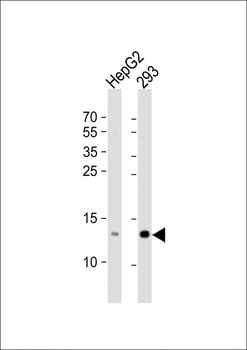 RBX1 Antibody (C-term)