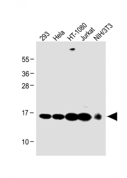 RBX1 Antibody (C-term)