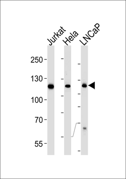 USP11 Antibody (C-term R565)