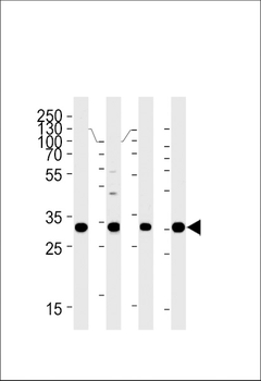 HOXB2 Antibody (C-term)