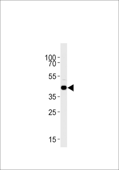 Zebrafish s1pr1 Antibody (C-term)