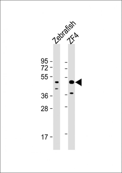 DANRE atg4b Antibody (N-term)