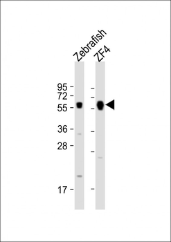 DANRE foxh1 Antibody (Center)