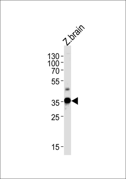 Zebrafish gnb1 Antibody (N-term)