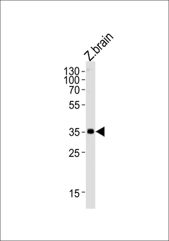 Zebrafish gnb1 Antibody (N-term)