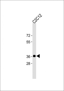 PCNA Antibody (C-term)