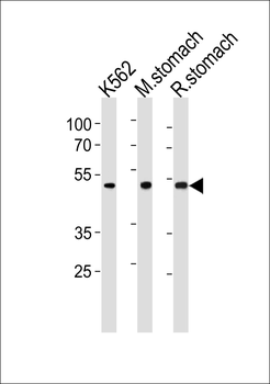 BLMH Antibody (Center)