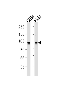 STAT1 Antibody