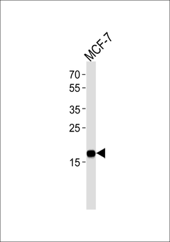 NME1 Antibody