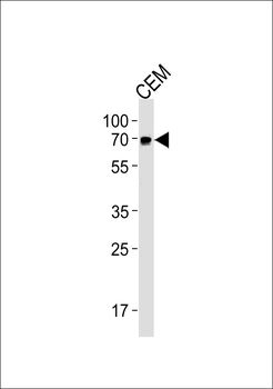 GBP2 Antibody (Center)