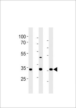 Rat Cgref1 Antibody (C-term)