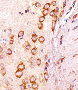 Rat Cgref1 Antibody (C-term)