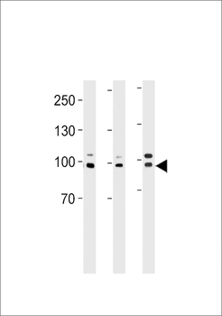 EPC1 Antibody (Center)
