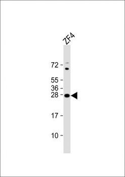 DANRE ywhag1 Antibody (Center)
