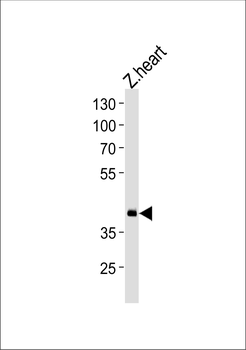 Zebrafish hoxd11a Antibody (Center)