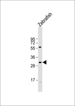 Zebrafish hoxd11a Antibody (Center)