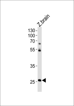 Zebrafish hoxc4a Antibody (C-term)