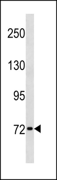 SYN1 Antibody (C-term)