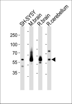 SYN1 Antibody (C-term)