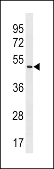 POLE2 Antibody (C-term)