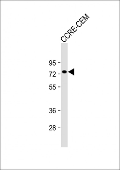 APBB2 Antibody (Center)