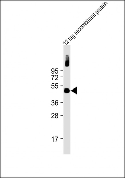 Myc Tag Antibody