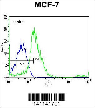 SRC Antibody (N-term)