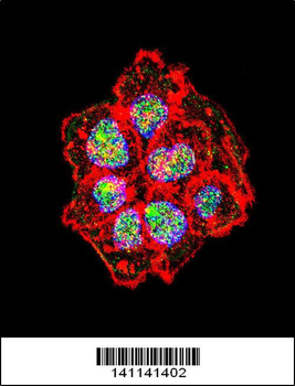 SRC Antibody (N-term)