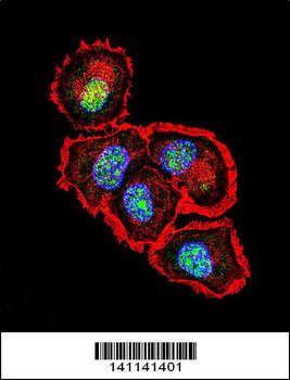 SRC Antibody (N-term)