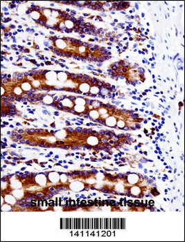 SRC Antibody (N-term)