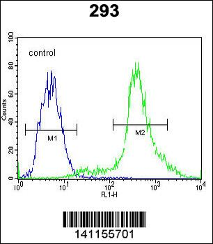 CTNNB1 Antibody (N-term)