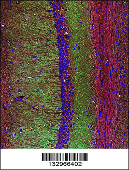 SYP Antibody(C-term)