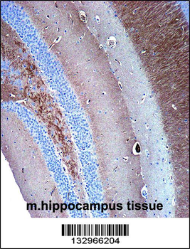 SYP Antibody(C-term)