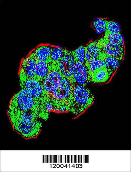 TYSY Antibody(C-term)