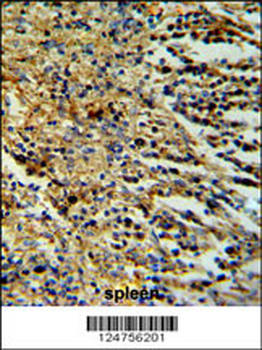 PHTNS Antibody (N-term)